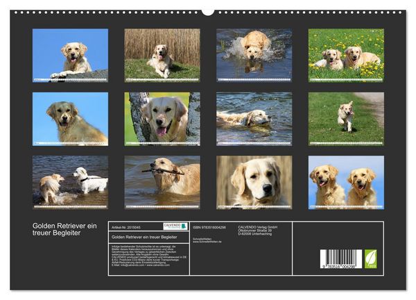 Produktbild: Golden Retriever ein treuer Begleiter (hochwertiger Premium Wandkalender 2026 DIN A2 quer), Kunstdruck in Hochglanz
