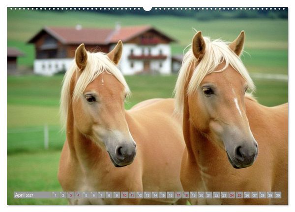 Produktbild: Alpent&auml;ler und Haflinger Pferde (Wandkalender 2027 DIN A2 quer), CALVENDO Monatskalender
