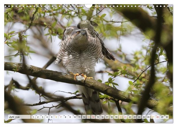 Produktbild: Spitze Krallen und scharfer Blick - Verhalten Sperber (Wandkalender 2026 DIN A3 quer), CALVENDO Monatskalender