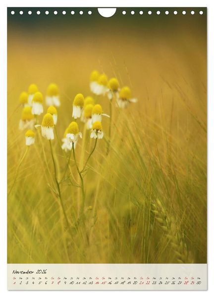 Produktbild: Florale Meisterwerke der Natur (Wandkalender 2026 DIN A4 hoch), CALVENDO Monatskalender