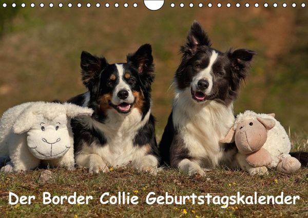 Produktbild: Der Border Collie Geburtstagskalender (Wandkalender immerw&auml;hrend DIN A4 quer)
