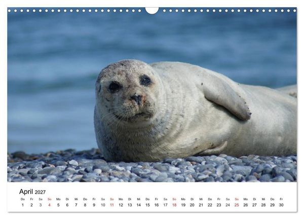 Produktbild: Das Leben der Robben (Wandkalender 2027 DIN A3 quer), CALVENDO Monatskalender