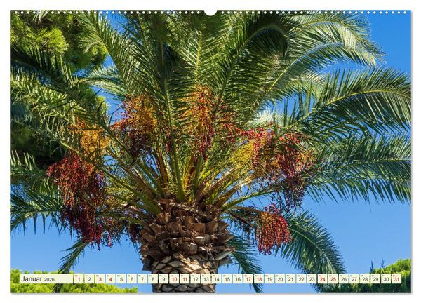 Produktbild: Mediterrane Flora - Pflanzen des S&uuml;dens (Wandkalender 2026 DIN A2 quer), CALVENDO Monatskalender