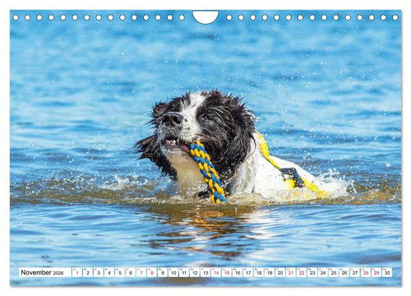 Produktbild: Traumhund Landseer (Wandkalender 2026 DIN A4 quer), CALVENDO Monatskalender