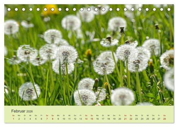 Produktbild: Wilde Blumen - ein Spaziergang durch die Natur (Tischkalender 2026 DIN A5 quer), CALVENDO Monatskalender