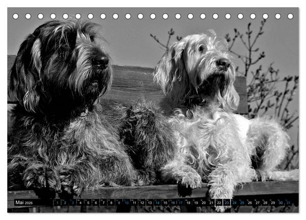 Produktbild: Carissimo Spinone Italiano (Tischkalender 2026 DIN A5 quer), CALVENDO Monatskalender