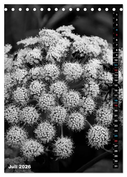Produktbild: Blumige Graustufen - Schwarz und Wei&szlig; (Tischkalender 2026 DIN A5 hoch), CALVENDO Monatskalender