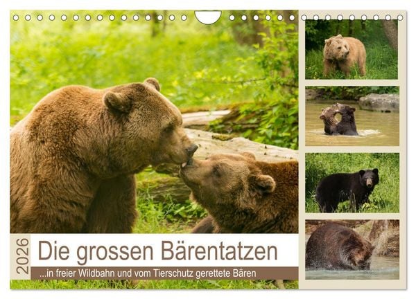 Produktbild: Die grossen B&auml;rentatzen (Wandkalender 2026 DIN A4 quer), CALVENDO Monatskalender