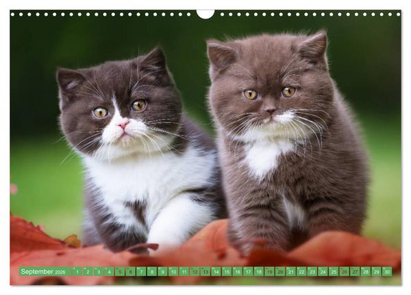 Produktbild: Katzenkinder - Britisch Kurzhaar (Wandkalender 2026 DIN A3 quer), CALVENDO Monatskalender