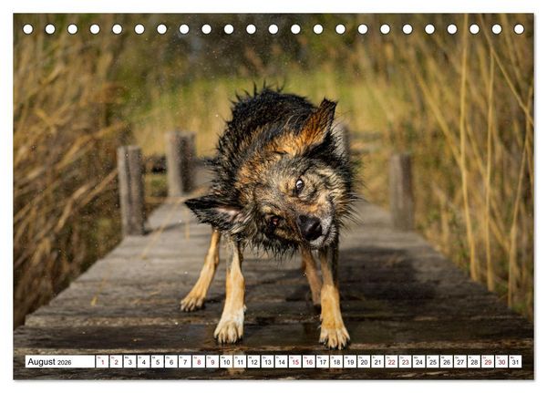 Produktbild: Ein Hundejahr in Bildern (Tischkalender 2026 DIN A5 quer), CALVENDO Monatskalender