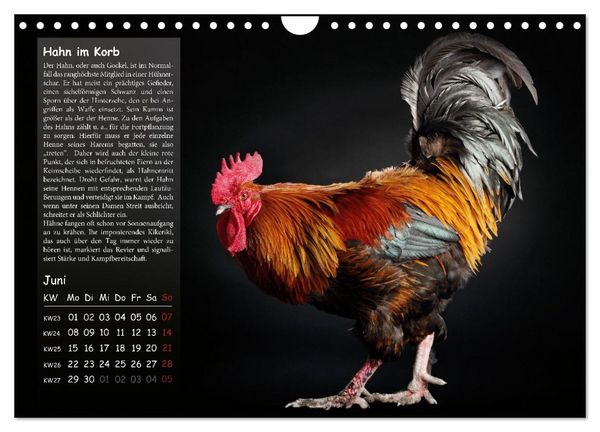 Produktbild: Von der Einzigartigkeit der H&uuml;hner 2026 (Wandkalender 2026 DIN A4 quer), CALVENDO Monatskalender