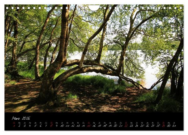 Produktbild: Broc&eacute;liande / Zauberwald der Bretagne (Wandkalender 2026 DIN A4 quer), CALVENDO Monatskalender