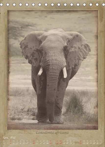 Produktbild: Schmidbauer, H: Haia Safari nostalgische Impressionen (Tisch