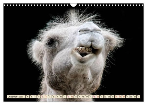 Produktbild: Kamel Gesichter (Wandkalender 2026 DIN A3 quer), CALVENDO Monatskalender