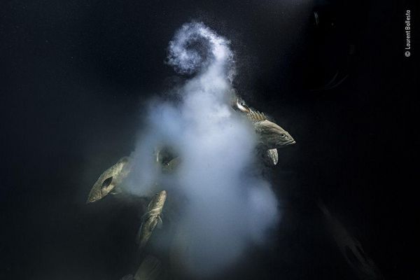 Produktbild: Wildlife Fotografien des Jahres &ndash; Portfolio 31