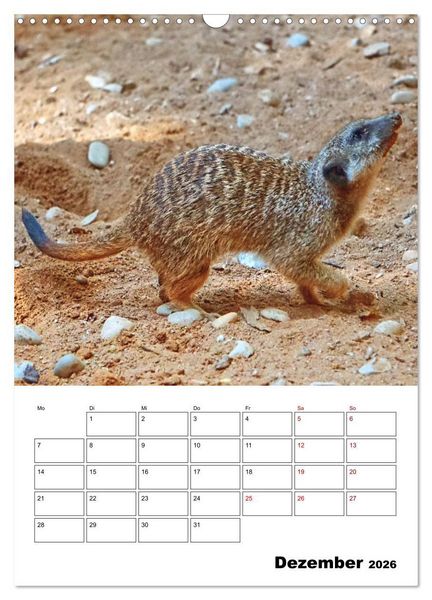 Produktbild: Niedliche Erdm&auml;nnchen (Wandkalender 2026 DIN A3 hoch), CALVENDO Monatskalender