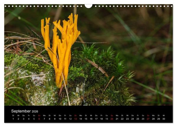 Produktbild: Pilze in Wald und Flur (Wandkalender 2026 DIN A3 quer), CALVENDO Monatskalender