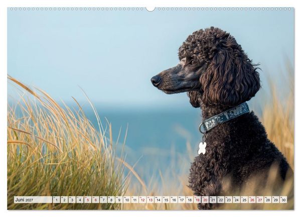 Produktbild: Lieblingshund Pudel (hochwertiger Premium Wandkalender 2027 DIN A2 quer), Kunstdruck in Hochglanz