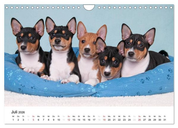 Produktbild: Bezaubernde Basenji-Welpen (Wandkalender 2026 DIN A4 quer), CALVENDO Monatskalender