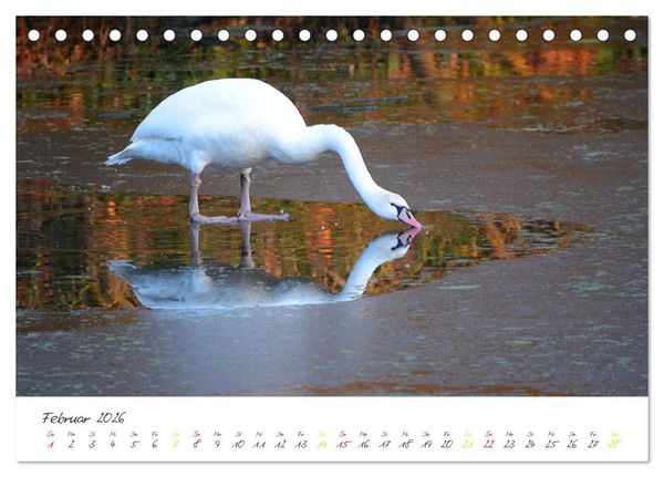 Produktbild: Schw&auml;ne, Liebe f&uuml;r die Ewigkeit (Tischkalender 2026 DIN A5 quer), CALVENDO Monatskalender