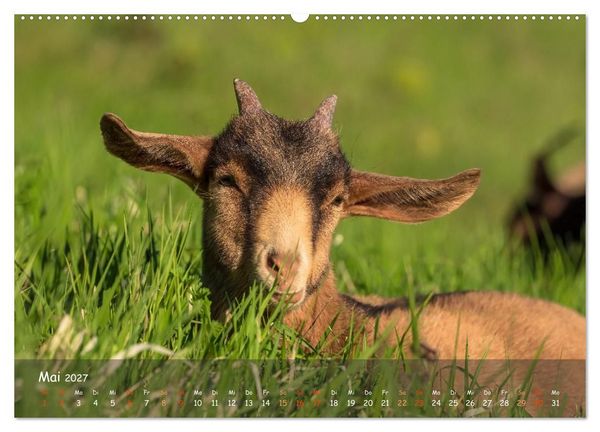 Produktbild: Albziegen (hochwertiger Premium Wandkalender 2027 DIN A2 quer), Kunstdruck in Hochglanz