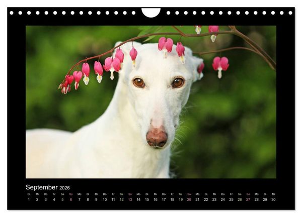 Produktbild: Windhund bunt (Wandkalender 2026 DIN A4 quer), CALVENDO Monatskalender