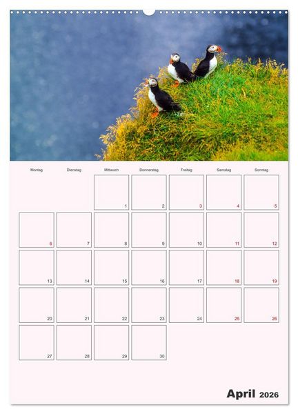 Produktbild: Papageitaucher Monatsplaner (hochwertiger Premium Wandkalender 2026 DIN A2 hoch), Kunstdruck in Hochglanz