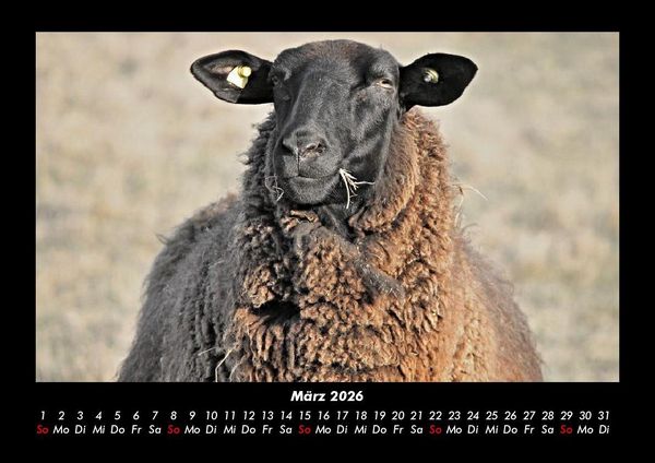 Produktbild: Tierkalender 2026 Fotokalender DIN A3