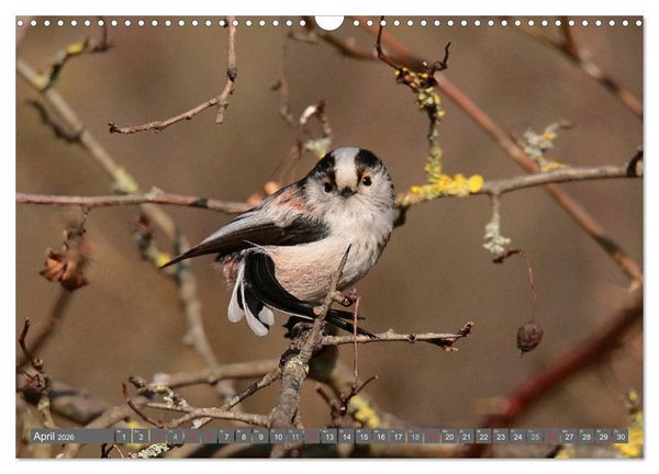 Produktbild: V&ouml;gel ganz nah (Wandkalender 2026 DIN A3 quer), CALVENDO Monatskalender