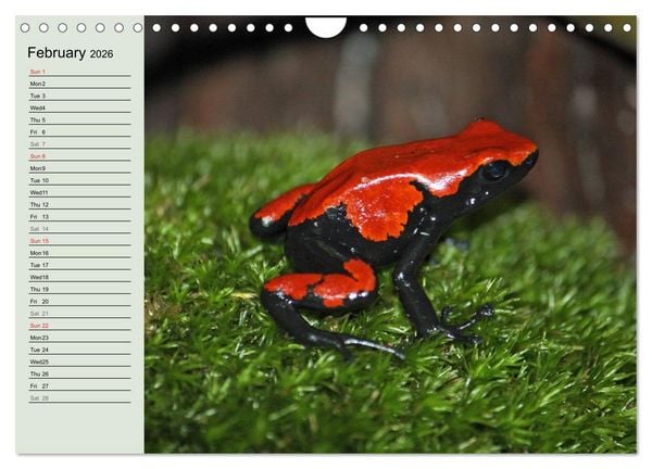 Produktbild: Poison dart frogs / UK-Version / Birthday Calendar (Wall Calendar 2026 DIN A4 landscape), CALVENDO 12 Month Wall Calendar