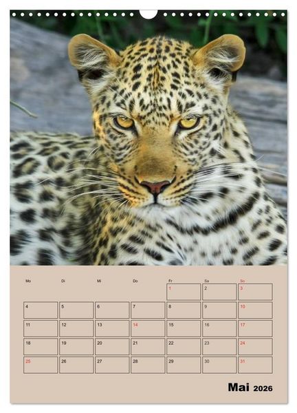 Produktbild: Gro&szlig;katzen. Raubkatzengesichter (Wandkalender 2026 DIN A3 hoch), CALVENDO Monatskalender