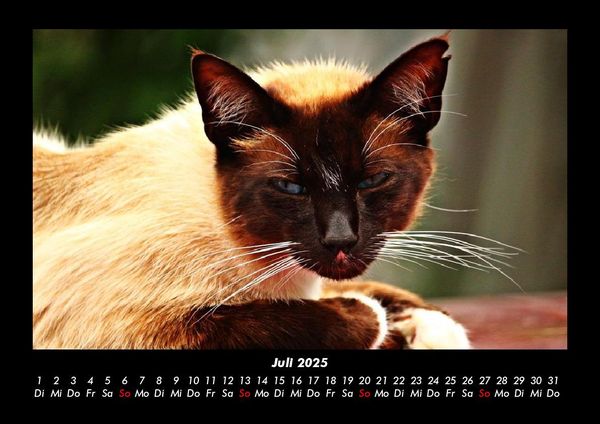 Produktbild: F&uuml;r Katzenfreunde 2025 Fotokalender DIN A3