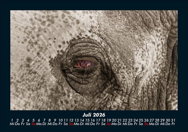 Produktbild: Elefanten - Die sanften Riesen Afrikas 2026 Fotokalender DIN A5