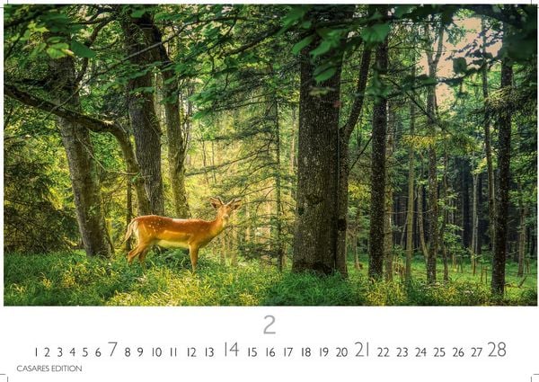 Produktbild: Wald & Natur Kalender 2027 &ndash; Wandkalender | Fotokalender Naturkalender Gro&szlig;format 35x50cm - Nat&uuml;rliche Sch&ouml;nheit & Ruhe f&uuml;r jeden Monat .