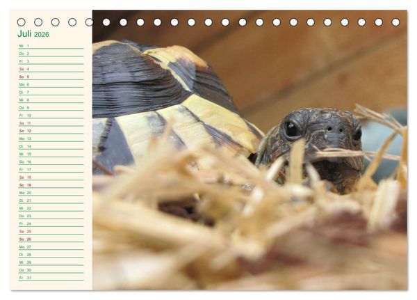Produktbild: Meine Schildkr&ouml;ten - Geburtstagskalender (Tischkalender 2026 DIN A5 quer), CALVENDO Monatskalender