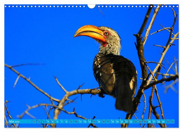 Produktbild: Botswana- Pirschfahrt mit Garantie auf Wildlife (Wandkalender 2026 DIN A3 quer), CALVENDO Monatskalender