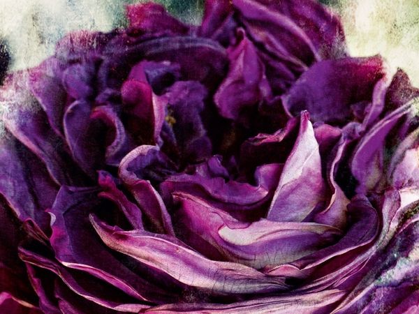 Produktbild: CALVENDO Puzzle Rosen Nostalgie | 1000 Teile Lege-Gr&ouml;&szlig;e 64x48cm Foto-Puzzle f&uuml;r gl&uuml;ckliche Stunden