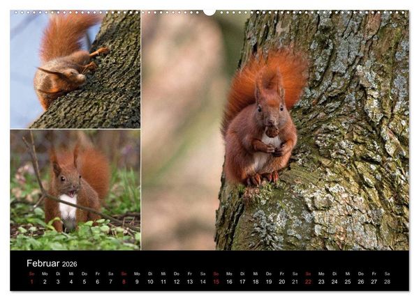Produktbild: Wilde Eichh&ouml;rnchenwelt! (hochwertiger Premium Wandkalender 2026 DIN A2 quer), Kunstdruck in Hochglanz
