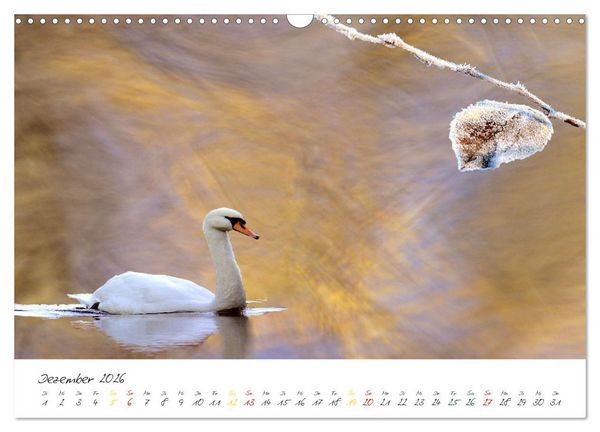 Produktbild: Schw&auml;ne, Liebe f&uuml;r die Ewigkeit (Wandkalender 2026 DIN A3 quer), CALVENDO Monatskalender