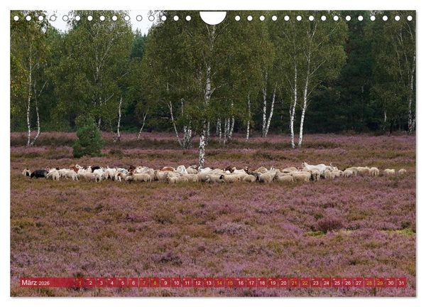 Produktbild: Naturpark Niederlausitzer Heidelandschaft - Heidebl&uuml;te (Wandkalender 2026 DIN A4 quer), CALVENDO Monatskalender