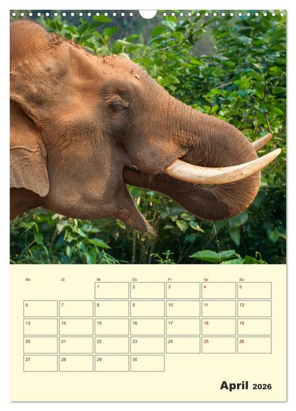 Produktbild: ELEFANTEN - Asiens graue Riesen (Wandkalender 2026 DIN A3 hoch), CALVENDO Monatskalender