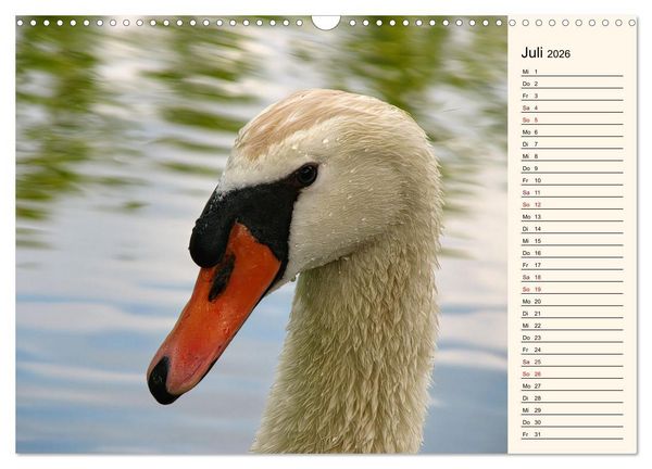 Produktbild: Schwanenzauber (Wandkalender 2026 DIN A3 quer), CALVENDO Monatskalender