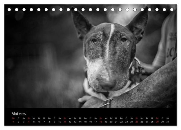Produktbild: Bullterrier (Tischkalender 2025 DIN A5 quer), CALVENDO Monatskalender