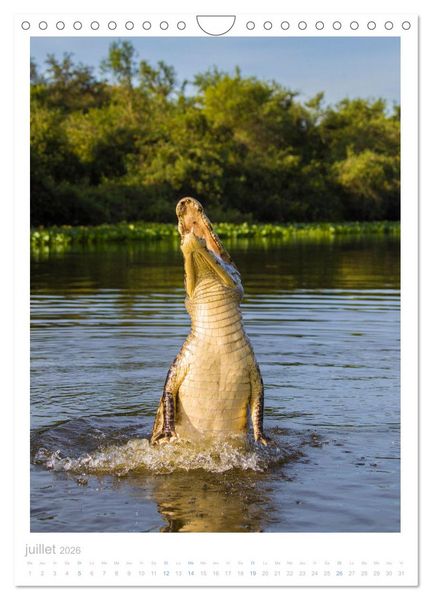 Produktbild: Le Pantanal (Calendrier mural 2026 DIN A4 horizontal), CALVENDO calendrier mensuel
