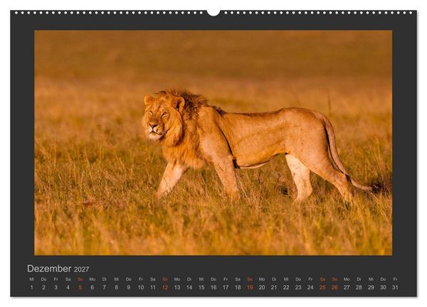 Produktbild: L&ouml;wen Wildlife-Fotografien (hochwertiger Premium Wandkalender 2027 DIN A2 quer), Kunstdruck in Hochglanz
