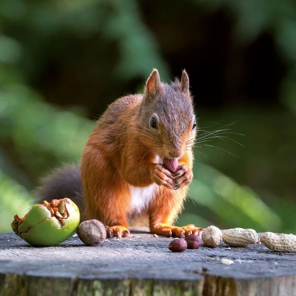 Produktbild: Eichh&ouml;rnchen / Squirrels 2027