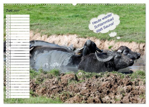 Produktbild: Wenn Tiere Sprechen k&ouml;nnten! Der lustige Spr&uuml;che Geburtstagskalender (Wandkalender 2027 DIN A2 quer), CALVENDO Monatskalender