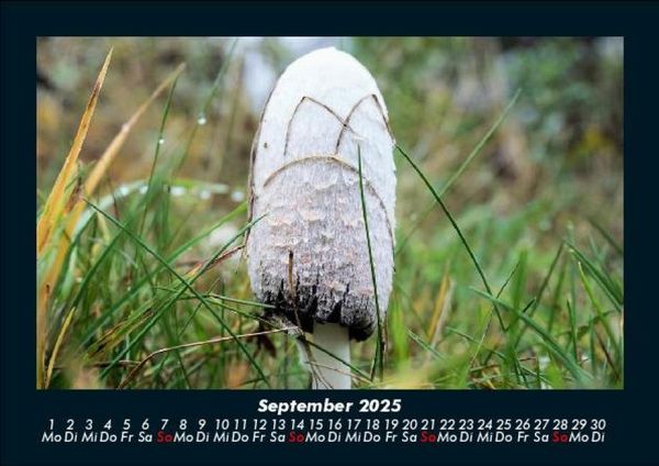 Produktbild: Pilzkalender 2025 Fotokalender DIN A5
