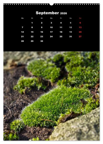 Produktbild: Die Welt der Moose. Ein Blick nach unten (hochwertiger Premium Wandkalender 2026 DIN A2 hoch), Kunstdruck in Hochglanz