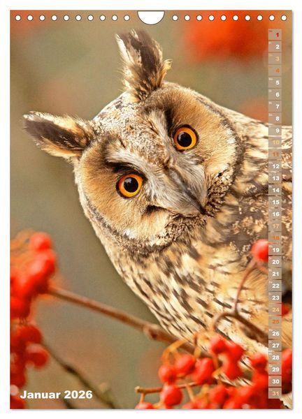 Produktbild: Eulen: In die Augen geschaut (Wandkalender 2026 DIN A4 hoch), CALVENDO Monatskalender